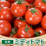 トマト フルーツトマト「完熟ミディトマト」1.5kg ギフト プチギフト トマトジュース にも 最適な フルーツトマト 食塩無添加